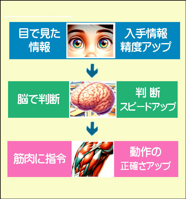 視覚トレーニング概要